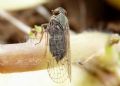 Reptalus sp.